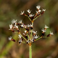 Fimbristylis salbundia (Nees) Kunth